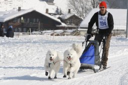 Lenk 2012 SM